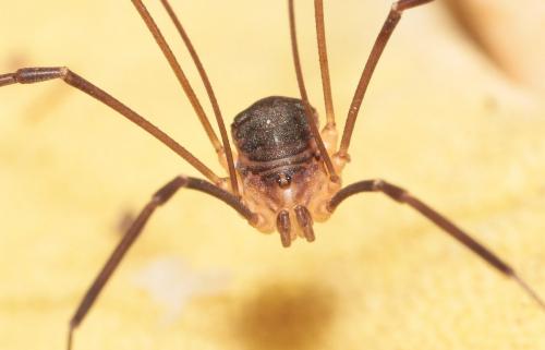 Nelima sp.